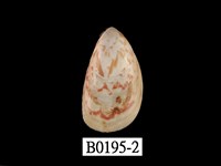 藏品(金華鳥尾蛤)的圖片